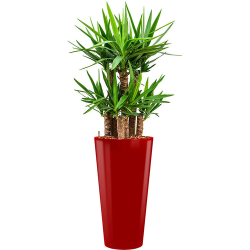 Yucca plant complete in Tall pot container