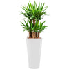 Yucca plant complete in Tall pot container