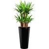 Yucca plant complete in Tall pot container