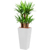 Yucca plant complete in Tall pot container