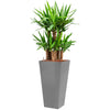 Yucca plant complete in Tall pot container
