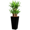 Yucca plant complete in Tall pot container